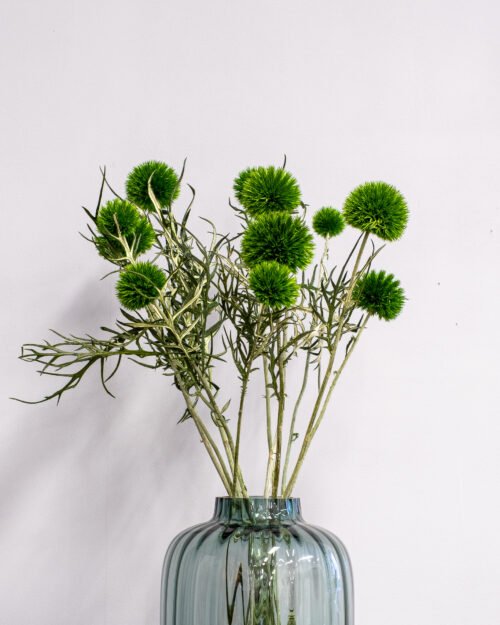 Konserverade Bolltistel Gigant 26 Forever Flora