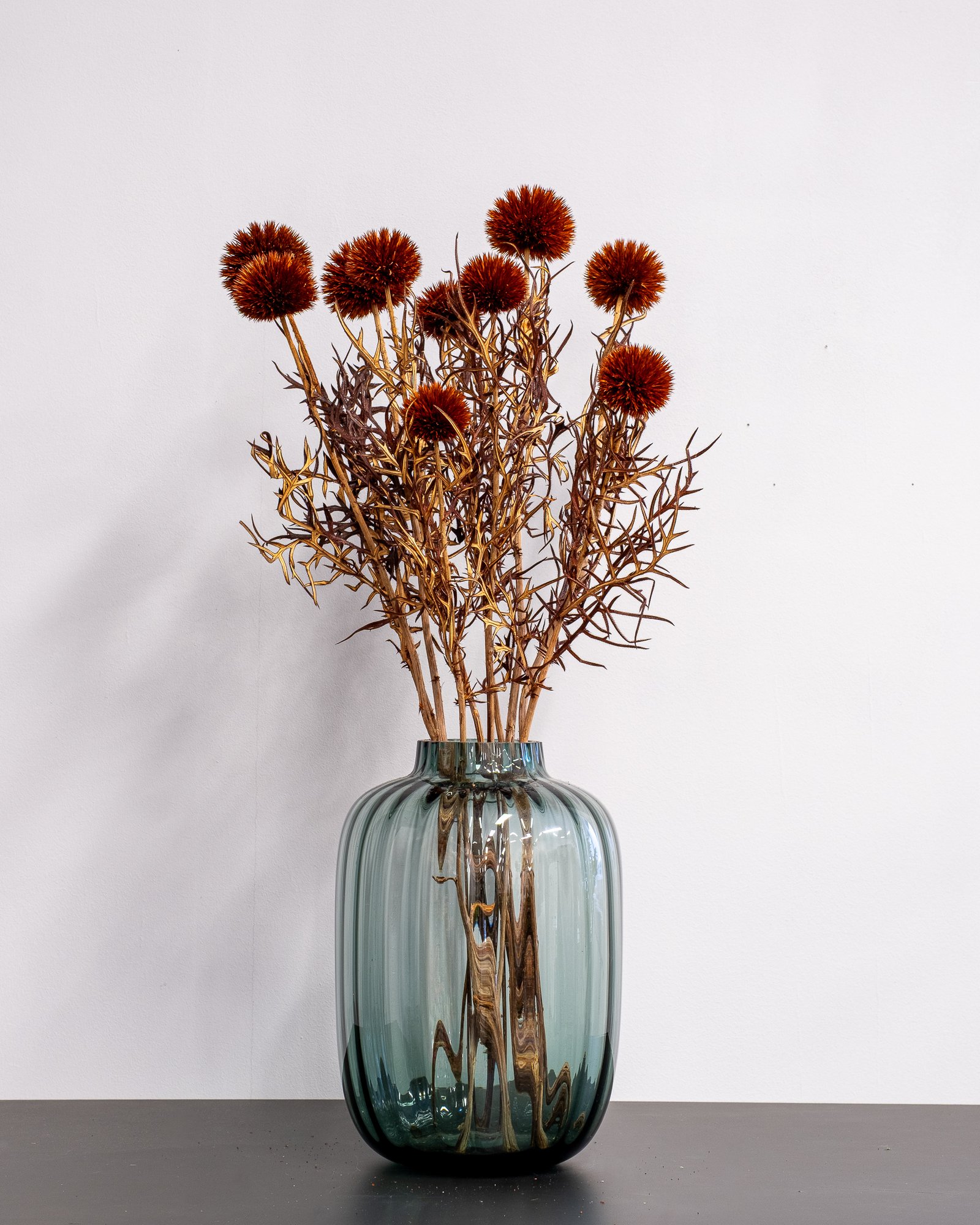 Konserverade Bolltistel Gigant 12 Konserverade Bolltistel Gigant - Bild 12