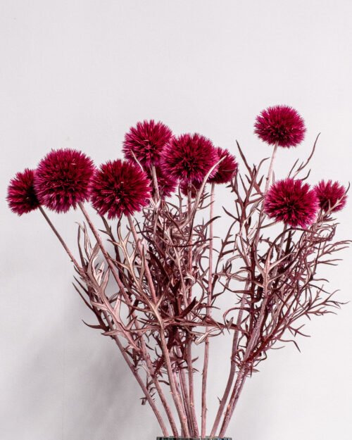 Konserverade Bolltistel Gigant 33 Forever Flora