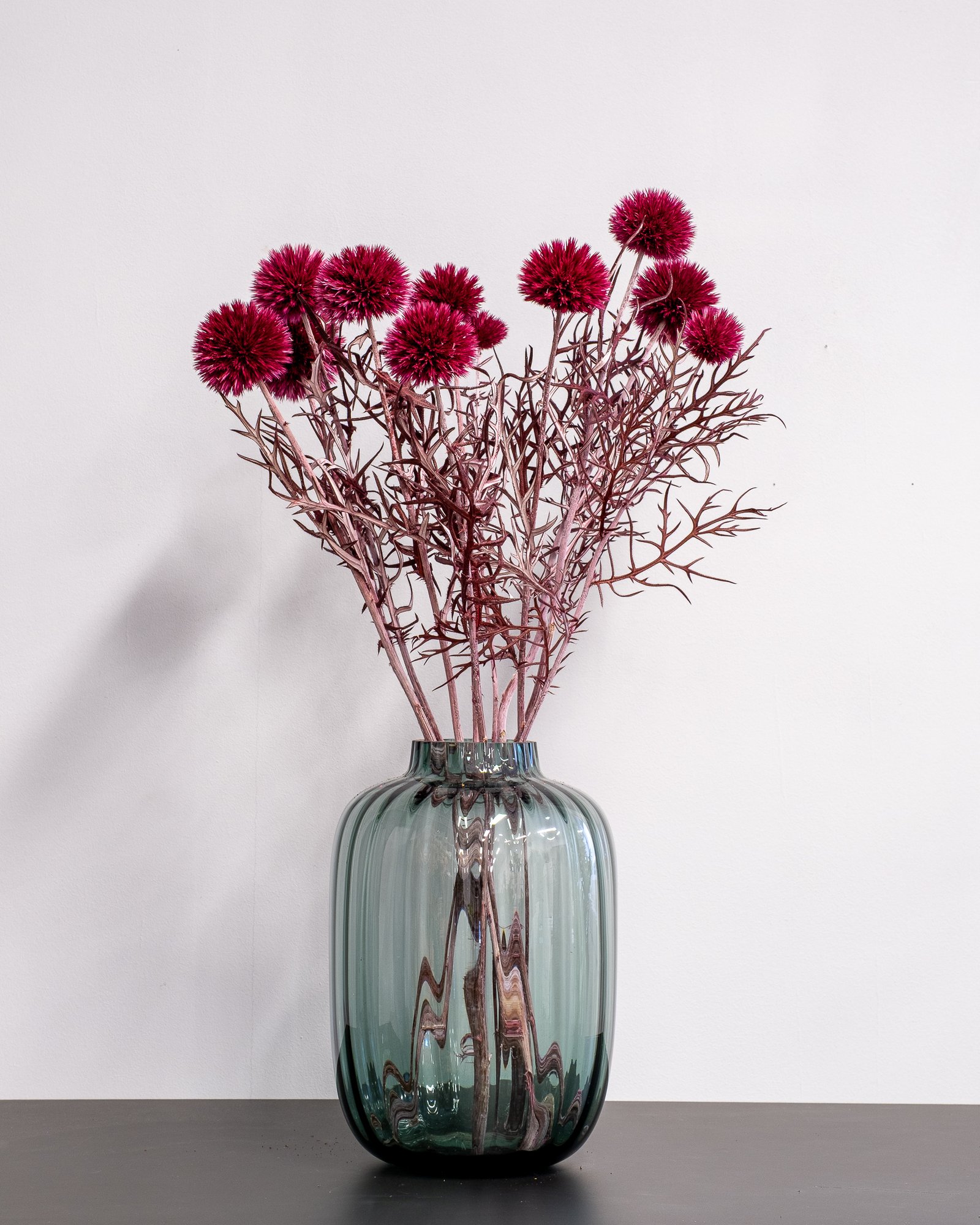 Konserverade Bolltistel Gigant 15 Konserverade Bolltistel Gigant - Bild 15