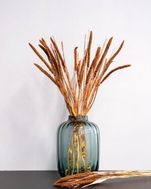 Durrasläktet, Sorghum Torkade Blommor Durraslaktet Sorghum 10