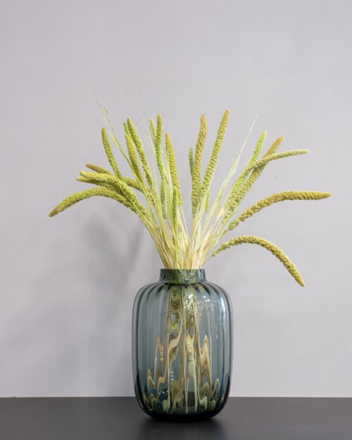 Durrasläktet, Sorghum Torkade Blommor 21 Forever Flora