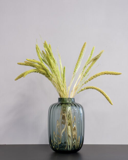 Durrasläktet, Sorghum Torkade Blommor 20 Forever Flora