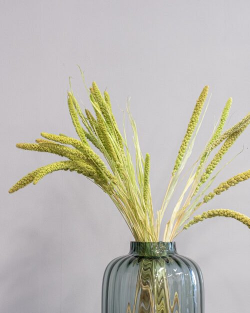 Durrasläktet, Sorghum Torkade Blommor 22 Forever Flora