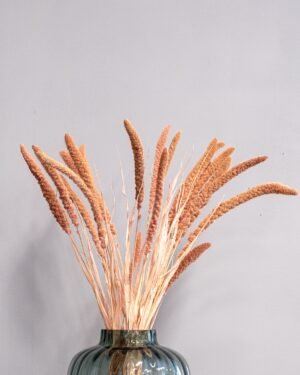 Durrasläktet, Sorghum Torkade Blommor Durraslaktet Sorghum 3