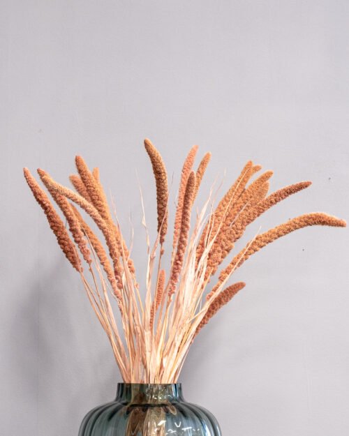 Durrasläktet, Sorghum Torkade Blommor 24 Forever Flora