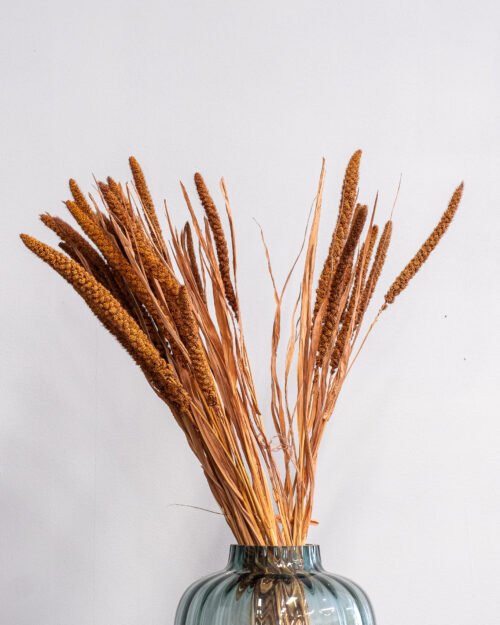 Durrasläktet, Sorghum Torkade Blommor 19 Forever Flora