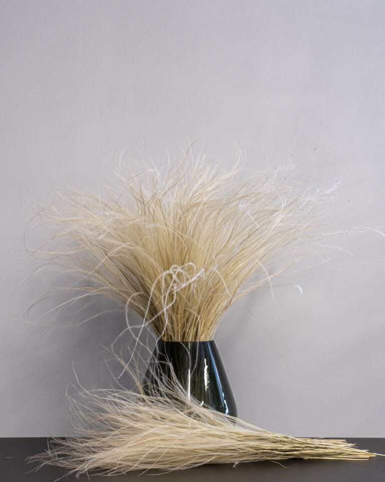 Alternative view of Fjädergräs Super - (Stipa Pennata) Naturell - Torkade Blommor