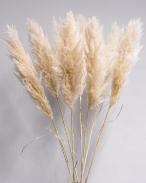 Fluffigt Pampasgräs Super – Imponerande Evighetsgräs (110–120 cm) 11 Fluffigt Pampasgräs Super – Imponerande Evighetsgräs (110–120 cm) papmasgras 110 cm 1