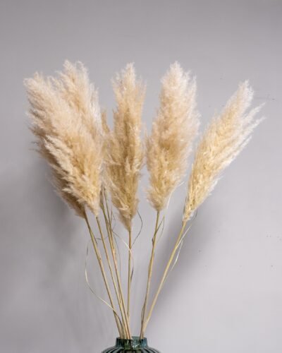 Alternative view of Fluffigt Pampasgräs Super – Imponerande Evighetsgräs (110–120 cm)