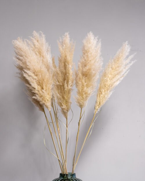 Alternative view of Fluffig Pampasgräs - Super