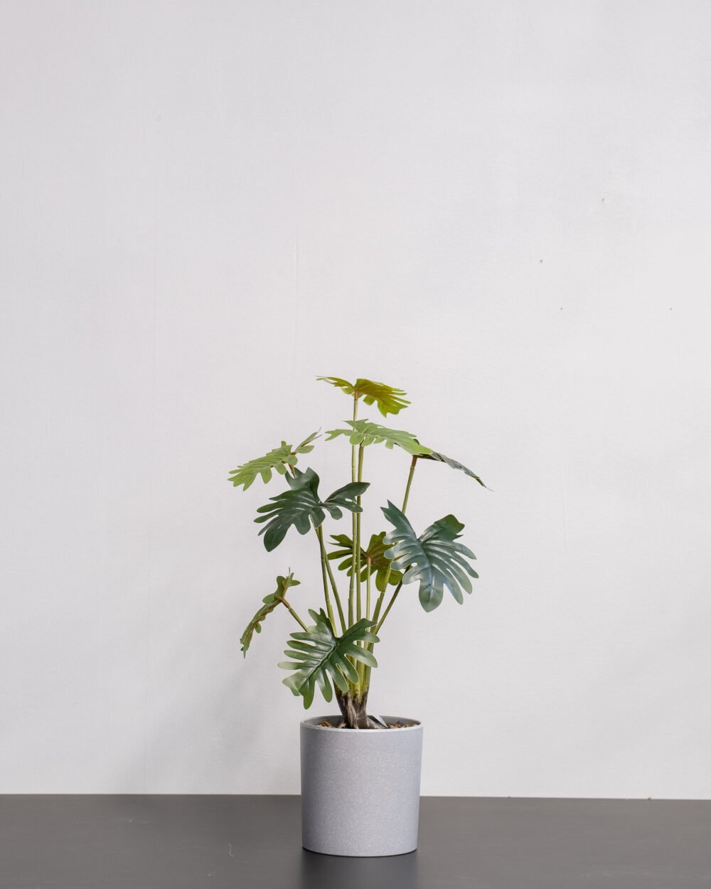 Filodendron krukväxt