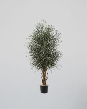 Konserverat Eukalyptusträd - Parvifolia – Slim – naturligt grönt utan skötsel 9 Parvifolia