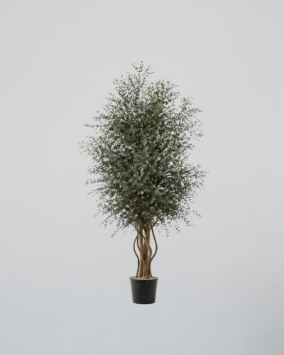Parvifolia