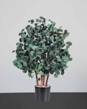 Alternative view of Konserverat Eukalyptusträd - Populus – Buskträd – naturligt grönt utan skötsel