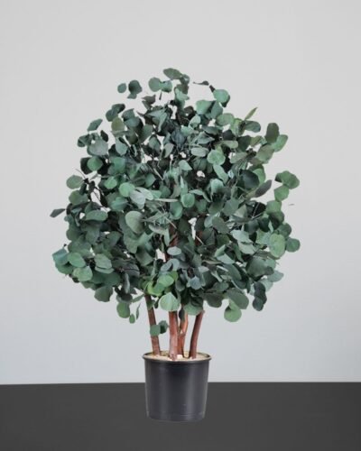 Alternative view of Konserverat Eukalyptusträd - Populus – Buskträd – naturligt grönt utan skötsel