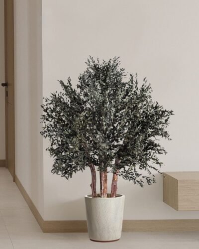 Konserverat Eukalyptusträd Parvifolia
