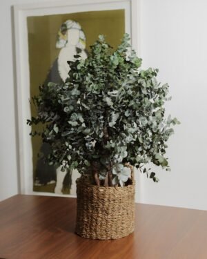 Konserverat Eukalyptusträd Cinerea