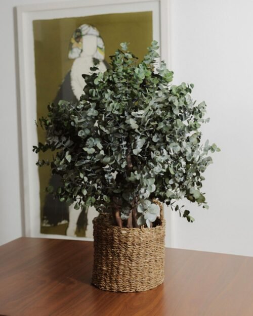 Konserverat Eukalyptusträd Cinerea