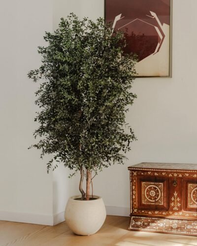 Konserverat Eukalyptusträd Parvifolia