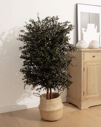 Alternative view of Konserverat Eukalyptusträd - Parvifolia – Slim – naturligt grönt utan skötsel