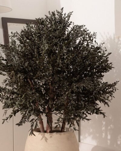 Alternative view of Konserverat Eukalyptusträd - Parvifolia – Buskträd – naturligt grönt utan skötsel