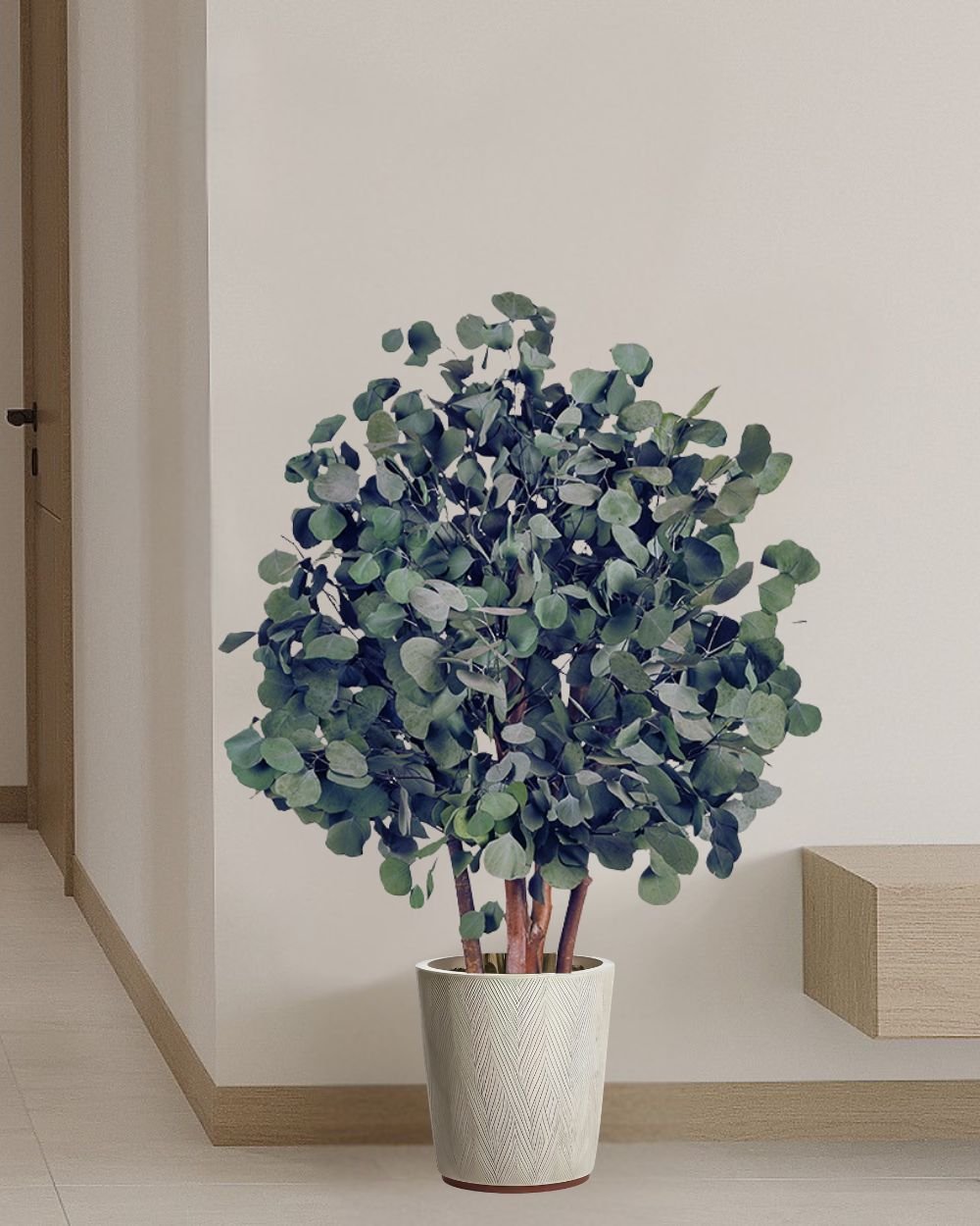 Konserverat Eukalyptusträd Populus