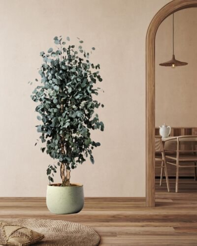 Alternative view of Konserverat Eukalyptusträd - Populus – Slim – Naturligt grönt utan skötsel