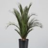Konserverat Palmträd