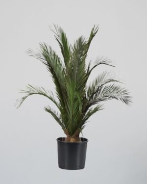Konserverat Palmträd