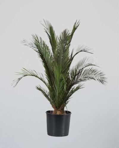 Konserverat Palmträd