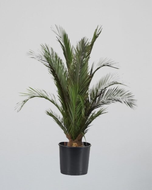Konserverat Palmträd