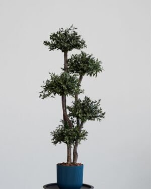 Konserverat Eukalyptusträd Parvifolia