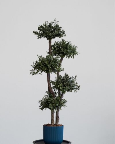 Konserverat Eukalyptusträd Parvifolia