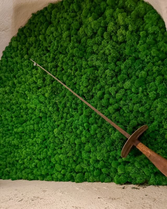 Renlav (Reindeer Moss) – Komplett Guide till Köp och Användning 2026 projekt 7