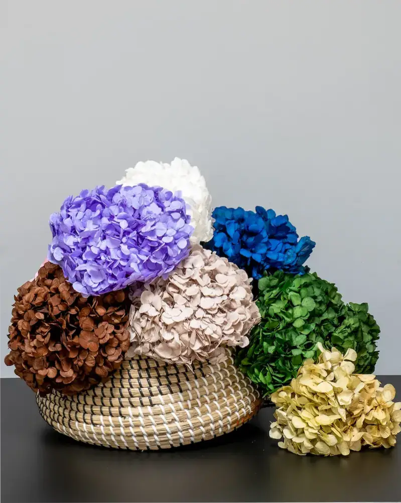 Hortensia